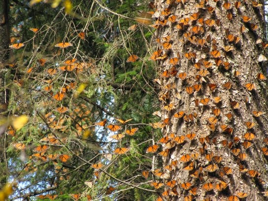 Resultado de imagen de mariposa monarca