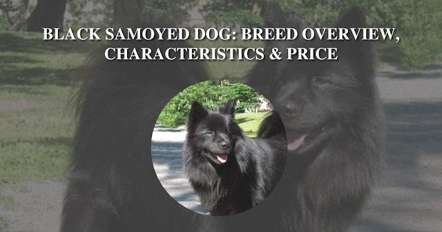 The Ultimate Guide to Owning a Black Samoyed Dog