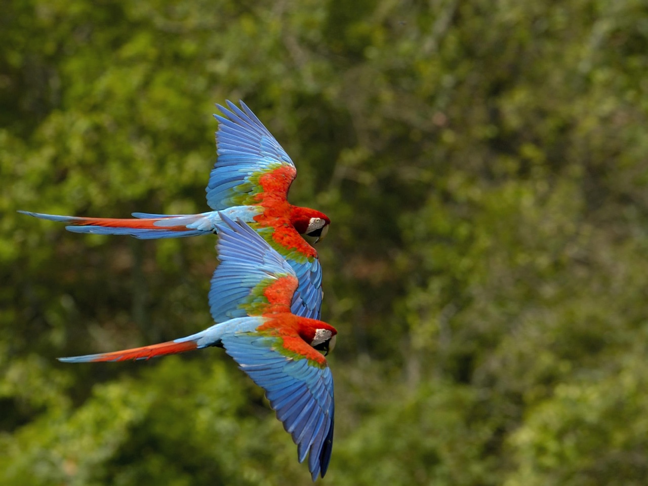 Wildlife Of The World Beautiful Parrot Wallpapers 2012 HD Wallpapers Download Free Images Wallpaper [wallpaper981.blogspot.com]