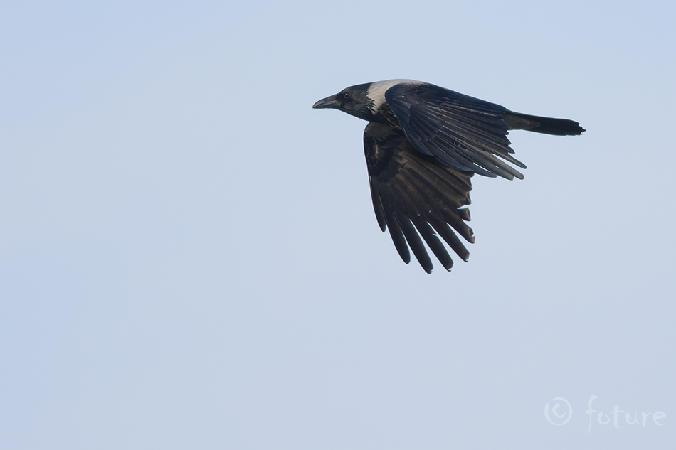 Hallvares, Corvus corone cornix, Hooded Crow, Hoodiecrow, vares