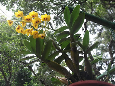 Dendrobium chrysotoxum care and culture