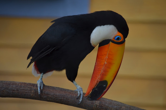 The toco toucan is mostly black with a large orange, yellow, and black bill.
