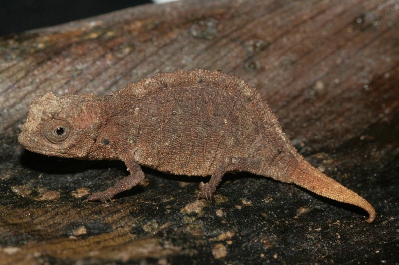 tiny-chameleon-6