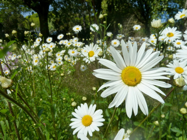 Ventnor Botanic Gardens