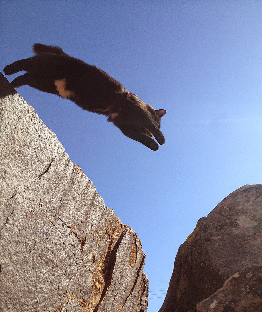 Like any other cat, Millie loves to explore. Unlike most other cats, Millie also likes to scale cliffs, climb mountains and investigate crags - My Adopted Cat Is The Best Climbing Partner Ever