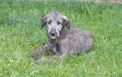 Irish Wolfhound Puppy Pictures