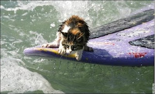 Pics of Funny Cats Photos Surfing in Beach