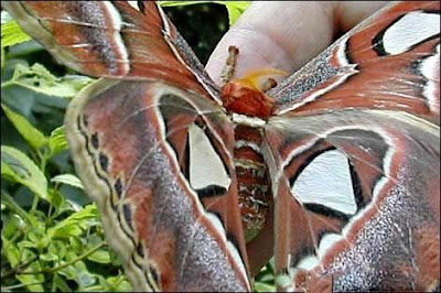 The Largest Beautiful Butterfly in The World