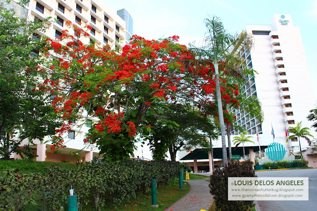 A view of the fire tree at 6:00 am at Reef Hotel