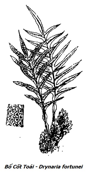 Hình vẽ Bổ Cốt Toái - Drynaria fortunei - Nguyên liệu làm thuốc Chữa Tê Thấp và Đau Nhức