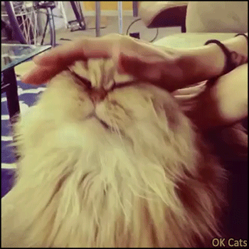 Funny Cat GIF • Persian cat loves to be strongly petted. Yes you are a good boy [ok-cats.com]