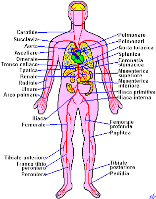 52_imagen-cuerpo-humano-arterias