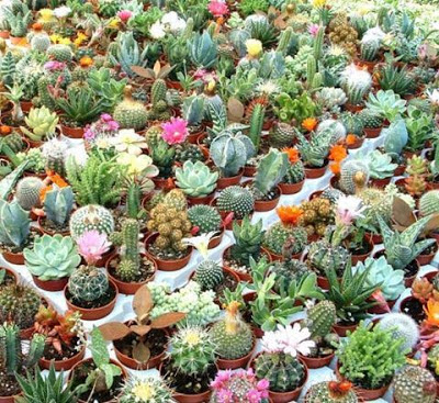 pequeños cactus