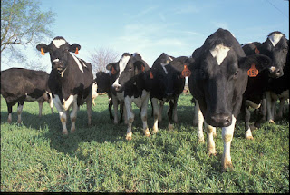 Dairy Cow, Image Number K5176-3, Photo by Keith Weller. U. S. Department of Agriculture.