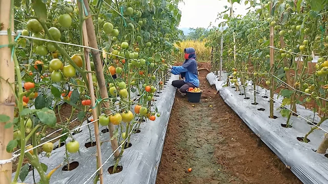 Perkebunan Tomat yang Subur