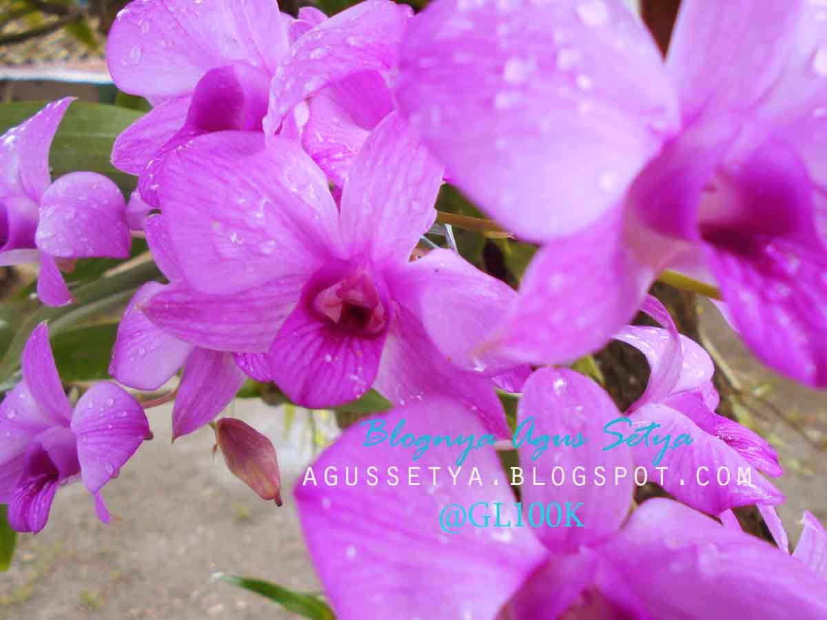 Foto Bunga  Anggrek  yang  Indah  Blognya Agus Setya Fakhruddin