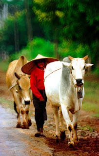 in the Irrawaddy Delta with the cow