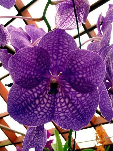 Purple Vanda Orchid Wallpaper For Android