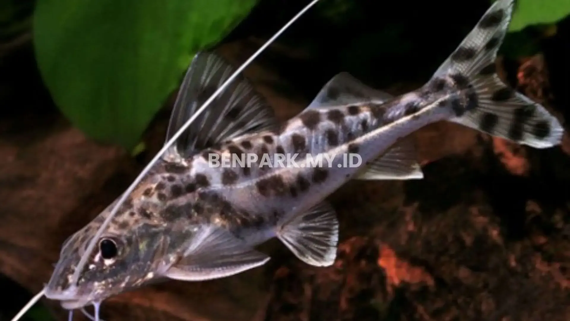 Pictus Catfish
