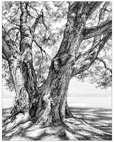 05-White-oak-tree-Animals-and-Nature-Drawings-Kristin-Frost