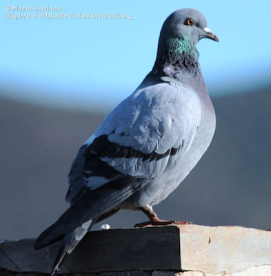 http://www.biodiversidadvirtual.org/aves/Columba-livia-img88880.html