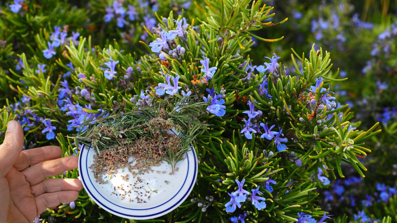 Rosemary, with its delightful aroma and culinary versatility, is a beloved herb in many kitchens and gardens. While it's commonly propagated through cuttings, starting rosemary from seeds indoors is a rewarding and cost-effective way to grow this aromatic herb.