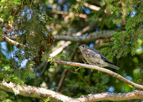 rescued male eastern bluebird fledgling hopping on hemlock branch