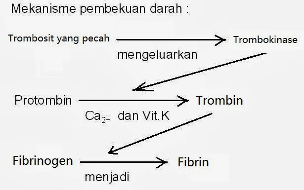 skema pembekuan darah