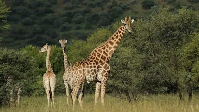 Klasifikasi Giraffa camelopardalis