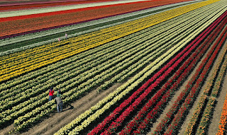 Fileiras coloridas de tulipas perto de Grevenbroich, na Alemanha, com a chegada da primavera na Europa