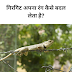How does a chameleon change its colour?  गिरगिट अपना रंग कैसे बदल लेता है ?