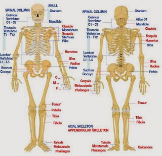 struktur tulang manusia umum