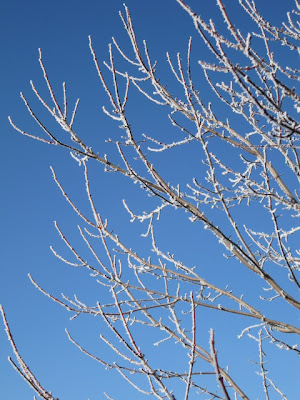 Frost on crabapple branches