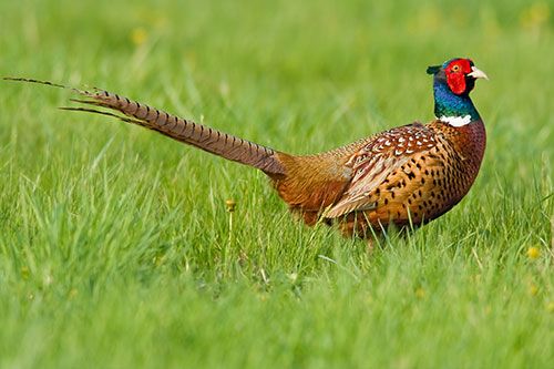 Ring-necked Pheasant