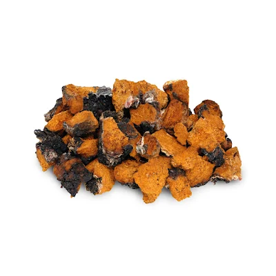 Chaga mushroom for sale