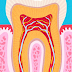 Histologie de l’émail Dentaire