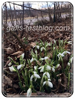 Schneeglöckchen im Februar