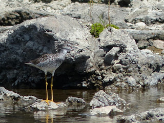 Tringa flavipes - Petit Chevalier - Chevalier à pattes jaunes