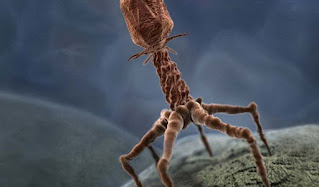 Alsorsa.News | Conheça o vírus mais mortífero no planeta Terra: O Bacteriófago