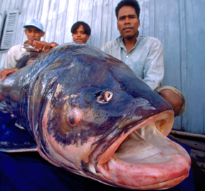 Big Fishes of the World: GIANT SIAMESE BARB CARP (Catlocarpio siamensis)