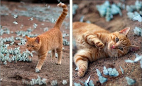 A cat playing with butterflies, cat and butterflies