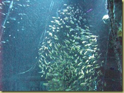 SHoal inside wreck
