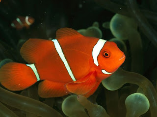 Ikan Badut / Clown fish
