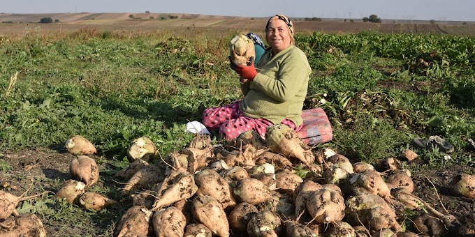  Şeker pancarının ve çiftçinin ölüm fermanı görücüye çıktı! Birileri daha iyi kazansın diye Yasaklanıyor