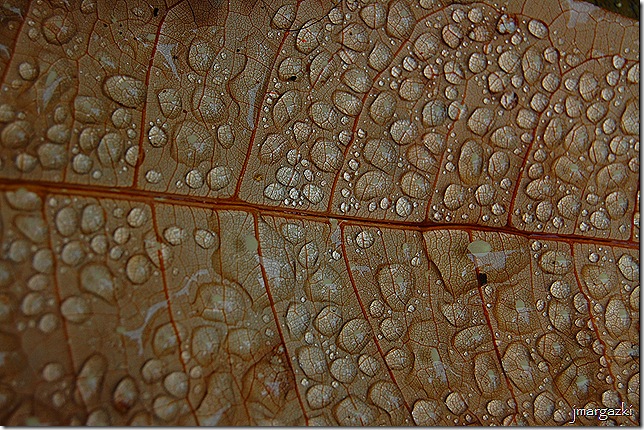 DSC_0024