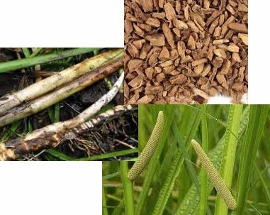 calamus root used indigestion