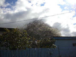 Single white cherry blossom tree in full bloom in someone's backyard, peeking over a white picket fence with background of white/grey clouds and blue sky and sunshine