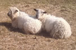Pair of white Wensleydale sheep