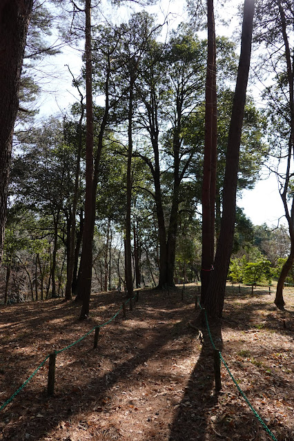 とっとり花回廊　北館近辺　赤松の森