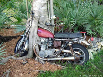 motocicleta en arbol
